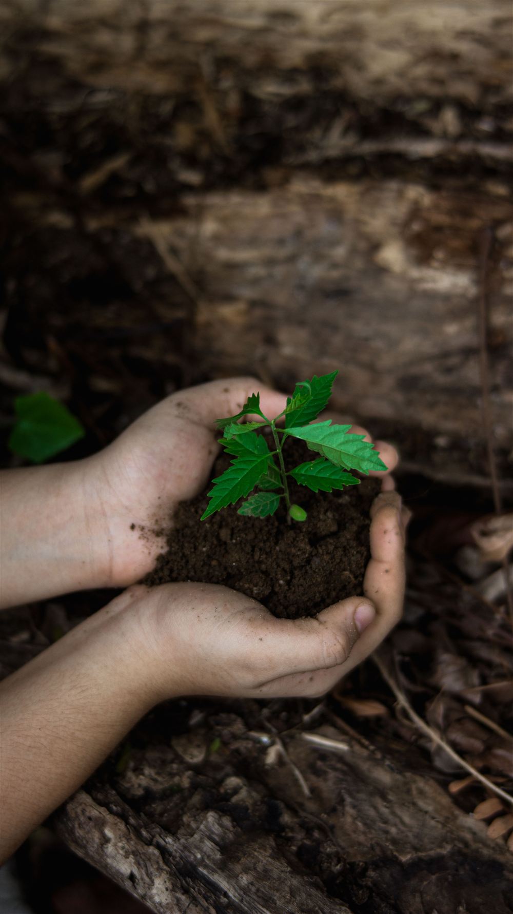 Un germoglio tenuto delicatamente tra le mani, con la terra ancora addosso alle radici