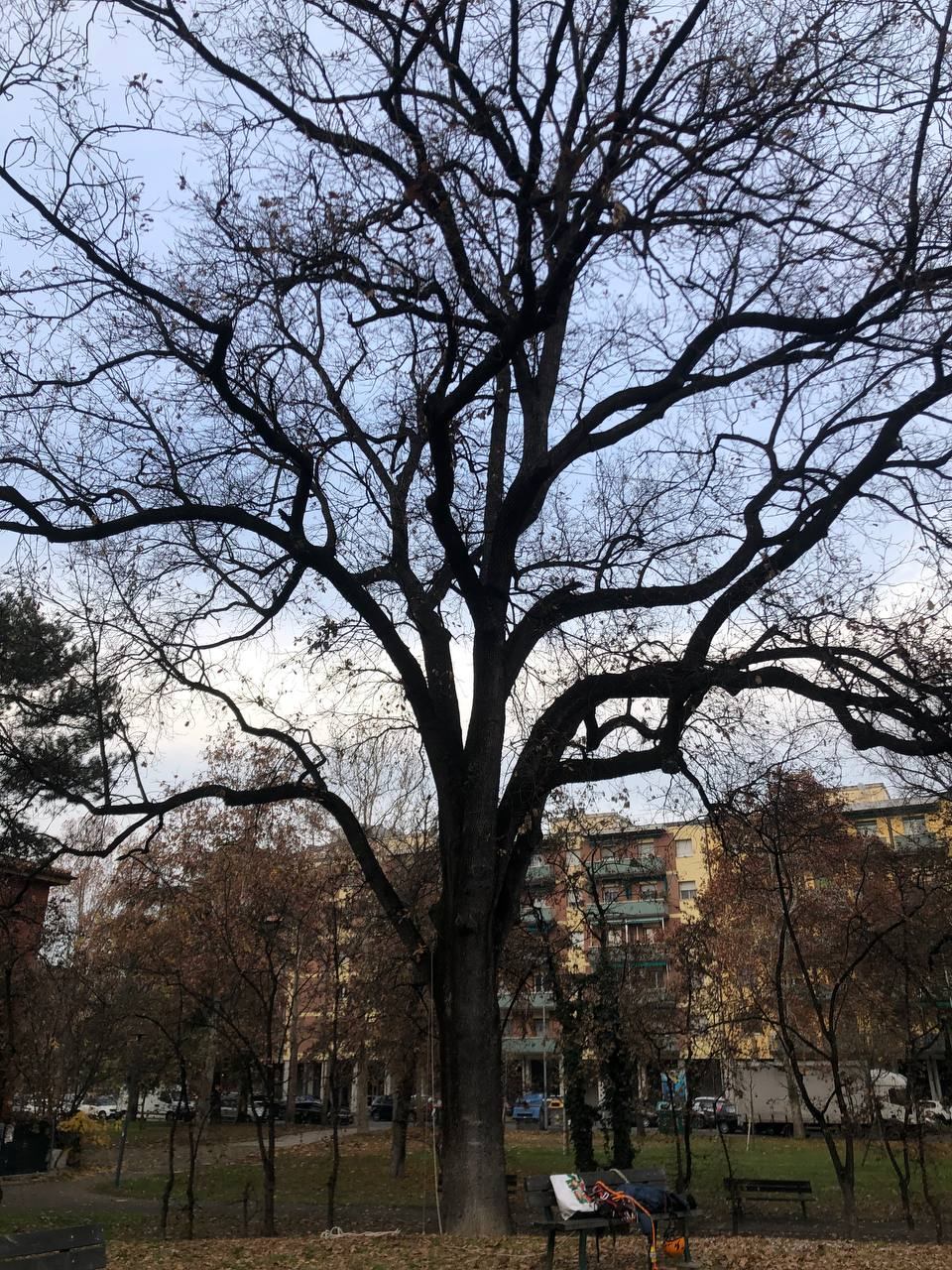 Grande albero in un parco urbano prima dell'intervento di potatura, in inverno