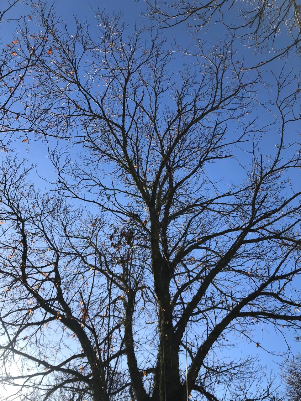 Chioma dell'albero vista dal basso contro un cielo azzurro terso