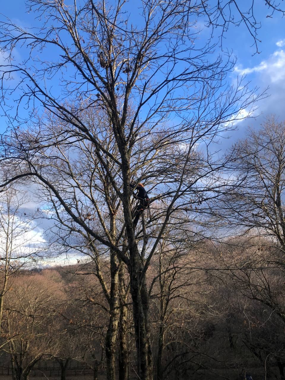 Operatore in tree climbing al lavoro tra i rami, in cima all'albero