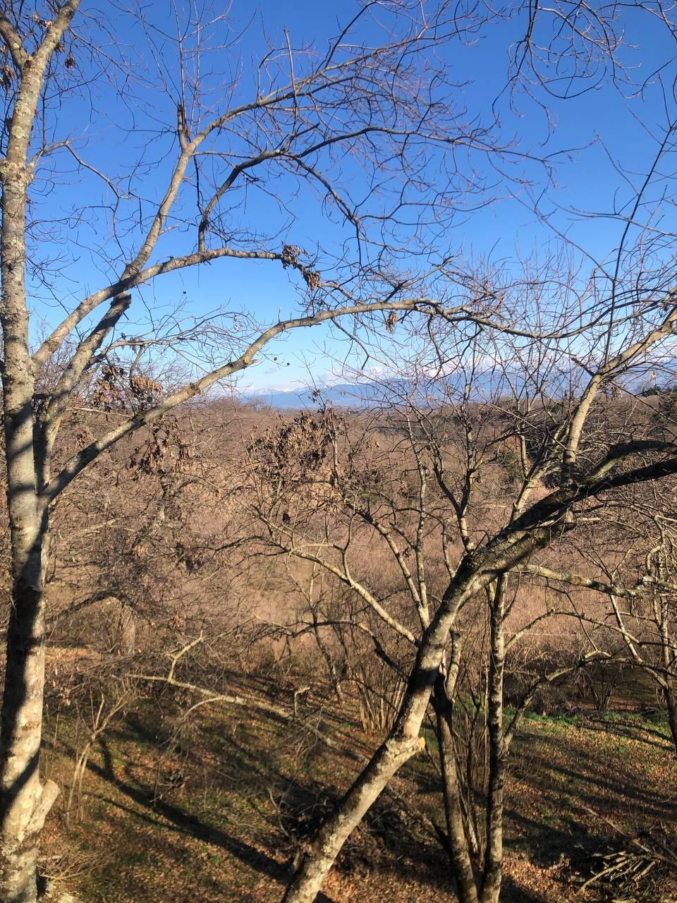 Vista della vallata e delle montagne attraverso i rami spogli di un albero
